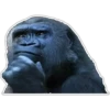 Cecki gorilla 12