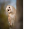 Animals :: @fStikBot 12