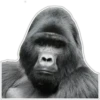 Cecki gorilla 13