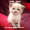 люби меня я же твой послушный котёночек