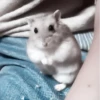 :; hamsters @xiroe 9