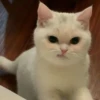 красивые котята 11