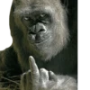 Cecki gorilla 15