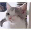 красивые котята 13