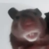 :; hamsters @xiroe 10