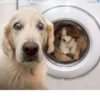 Animals :: @fStikBot 13