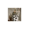 Cats from @Sosha_kitten1357 9