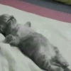 красивые котята 14