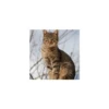Cats from @Sosha_kitten1357 10