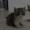 Cats by @offstikbot 11