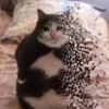 Crying Cat, @icarusfalls 13