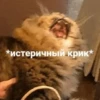 Cats House 15