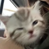 красивые котята 15