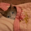 Crying Cat, @icarusfalls 14