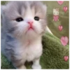 красивые котята 16