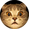 Cat Meow 2 5