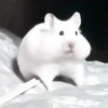 :; hamsters @xiroe 12
