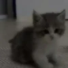 красивые котята 17