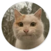Cat Meow 2 6