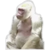 Cecki gorilla 18