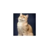 Cats from @Sosha_kitten1357 11