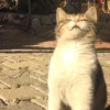 Cats House 16