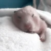:; hamsters @xiroe 13