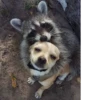 Animals :: @fStikBot 14