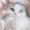 Mouse🐁:3 15