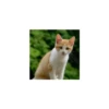 Cats from @Sosha_kitten1357 12