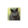Cats from @Sosha_kitten1357 13