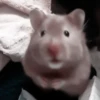 :; hamsters @xiroe 15