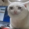 Crying Cat, @icarusfalls 15