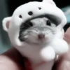 :; hamsters @xiroe 16