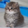 Animals :: @fStikBot 15