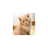 Cats from @Sosha_kitten1357 14