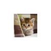 Cats from @Sosha_kitten1357 15