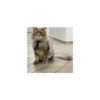Cats from @Sosha_kitten1357 16