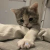 красивые котята 18