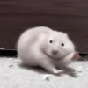 :; hamsters @xiroe 17