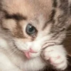 Animals :: @fStikBot 16