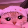 красивые котята 20