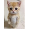красивые котята 21