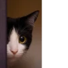 Animals :: @fStikBot 17