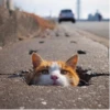 Animals :: @fStikBot 18