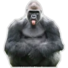 Cecki gorilla 19