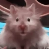 :; hamsters @xiroe 18