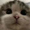 Cats by @offstikbot 13