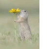 Animals :: @fStikBot 19