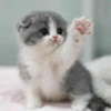 Cats by @offstikbot 14